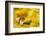 Weasel (Mustela Nivalis) Head and Neck Looking Out of Yellow Autumn Acer Leaves-Paul Hobson-Framed Photographic Print