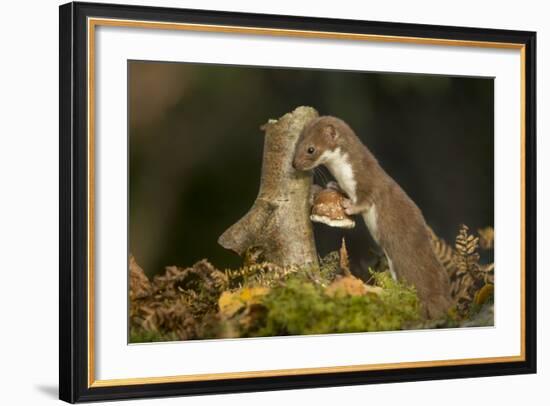 Weasel (Mustela Nivalis) Investigating Birch Stump with Bracket Fungus in Autumn Woodland-Paul Hobson-Framed Photographic Print