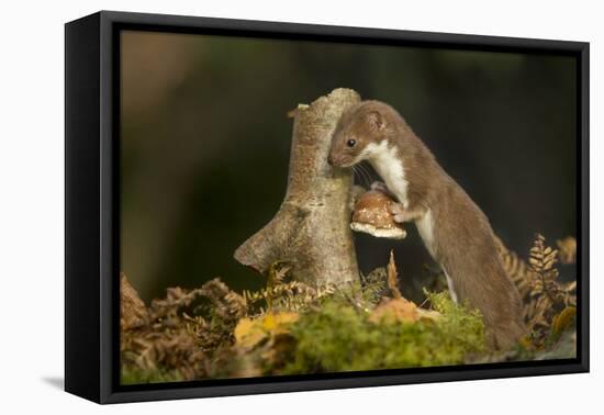 Weasel (Mustela Nivalis) Investigating Birch Stump with Bracket Fungus in Autumn Woodland-Paul Hobson-Framed Premier Image Canvas