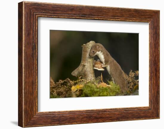 Weasel (Mustela Nivalis) Investigating Birch Stump with Bracket Fungus in Autumn Woodland-Paul Hobson-Framed Photographic Print