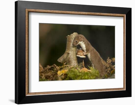 Weasel (Mustela Nivalis) Investigating Birch Stump with Bracket Fungus in Autumn Woodland-Paul Hobson-Framed Photographic Print