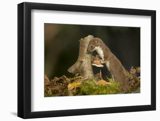 Weasel (Mustela Nivalis) Investigating Birch Stump with Bracket Fungus in Autumn Woodland-Paul Hobson-Framed Photographic Print