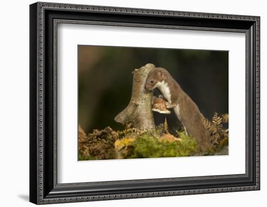 Weasel (Mustela Nivalis) Investigating Birch Stump with Bracket Fungus in Autumn Woodland-Paul Hobson-Framed Photographic Print