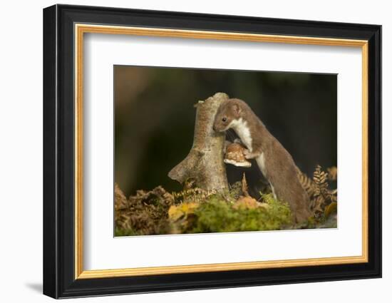 Weasel (Mustela Nivalis) Investigating Birch Stump with Bracket Fungus in Autumn Woodland-Paul Hobson-Framed Photographic Print