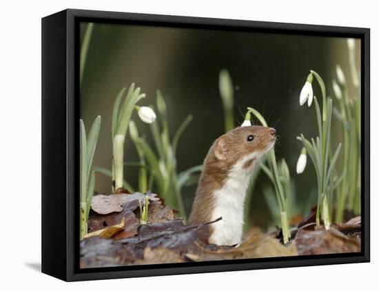 Weasel (Mustela Nivalis) Looking Out of Hole on Woodland Floor with Snowdrops-Paul Hobson-Framed Premier Image Canvas