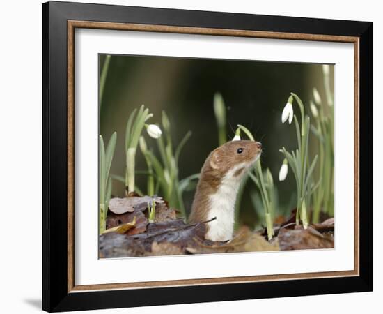 Weasel (Mustela Nivalis) Looking Out of Hole on Woodland Floor with Snowdrops-Paul Hobson-Framed Photographic Print