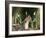 Weasel (Mustela Nivalis) Looking Out of Hole on Woodland Floor with Snowdrops-Paul Hobson-Framed Photographic Print