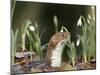 Weasel (Mustela Nivalis) Looking Out of Hole on Woodland Floor with Snowdrops-Paul Hobson-Mounted Photographic Print