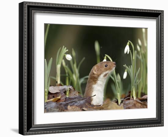 Weasel (Mustela Nivalis) Looking Out of Hole on Woodland Floor with Snowdrops-Paul Hobson-Framed Photographic Print