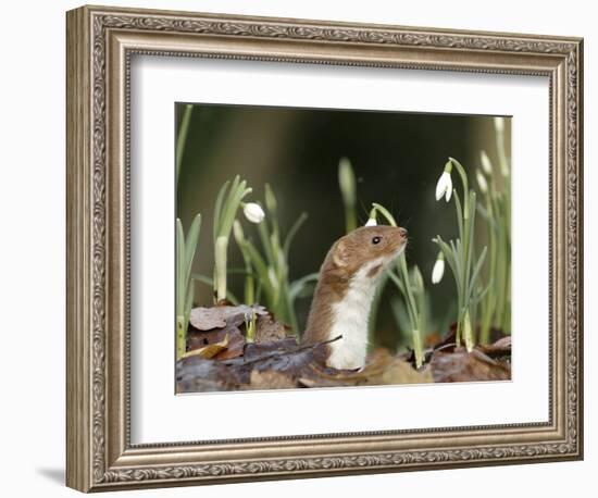 Weasel (Mustela Nivalis) Looking Out of Hole on Woodland Floor with Snowdrops-Paul Hobson-Framed Premium Photographic Print