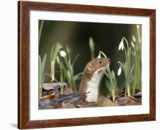 Weasel (Mustela Nivalis) Looking Out of Hole on Woodland Floor with Snowdrops-Paul Hobson-Framed Photographic Print