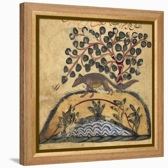 Weasel-Aristotle ibn Bakhtishu-Framed Premier Image Canvas