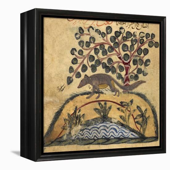 Weasel-Aristotle ibn Bakhtishu-Framed Premier Image Canvas
