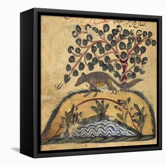 Weasel-Aristotle ibn Bakhtishu-Framed Premier Image Canvas