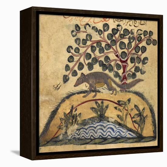 Weasel-Aristotle ibn Bakhtishu-Framed Premier Image Canvas