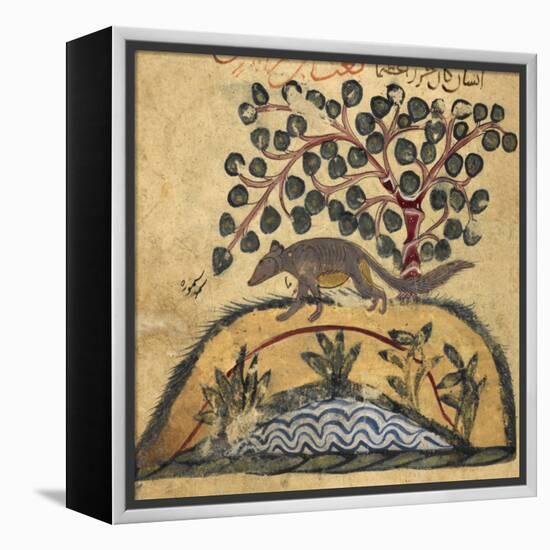 Weasel-Aristotle ibn Bakhtishu-Framed Premier Image Canvas