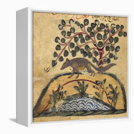 Weasel-Aristotle ibn Bakhtishu-Framed Premier Image Canvas