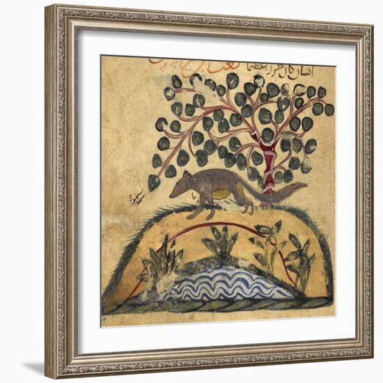 Weasel-Aristotle ibn Bakhtishu-Framed Giclee Print