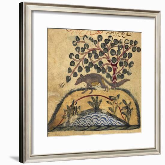 Weasel-Aristotle ibn Bakhtishu-Framed Giclee Print