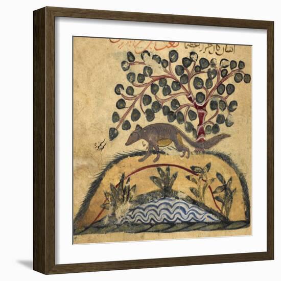 Weasel-Aristotle ibn Bakhtishu-Framed Giclee Print