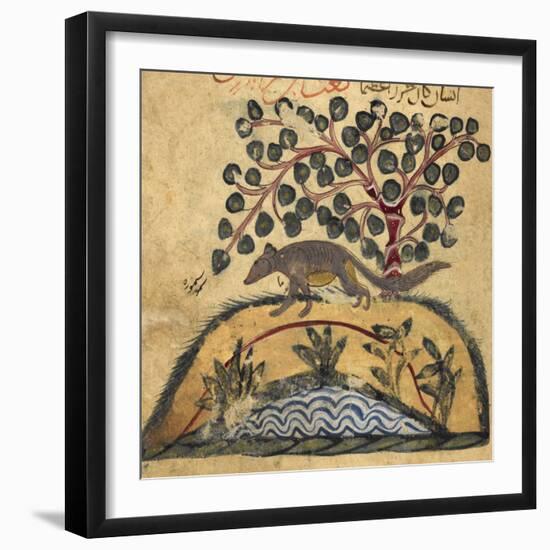 Weasel-Aristotle ibn Bakhtishu-Framed Giclee Print
