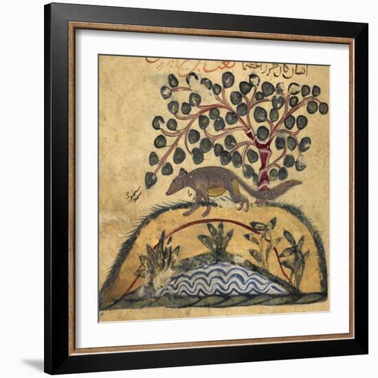 Weasel-Aristotle ibn Bakhtishu-Framed Giclee Print