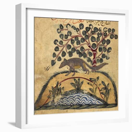 Weasel-Aristotle ibn Bakhtishu-Framed Giclee Print