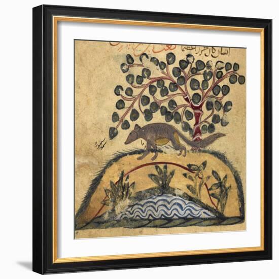 Weasel-Aristotle ibn Bakhtishu-Framed Giclee Print