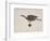 Weather Vane from St Mary-Le-Bow, London, C1850-JS Gardener-Framed Giclee Print