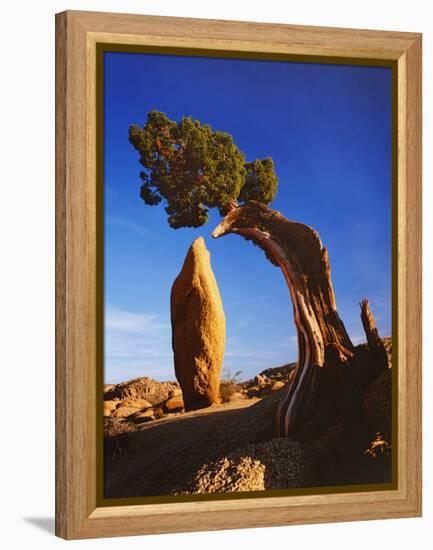 Weathered Juniper Tree Frames Rock Monolith, Joshua Tree National Park, California, Usa-Dennis Flaherty-Framed Premier Image Canvas