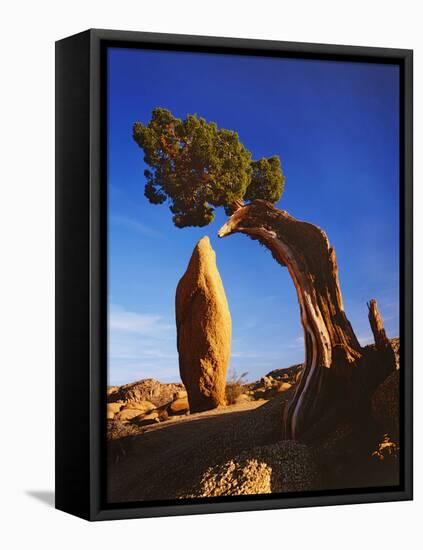 Weathered Juniper Tree Frames Rock Monolith, Joshua Tree National Park, California, Usa-Dennis Flaherty-Framed Premier Image Canvas