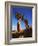 Weathered Juniper Tree Frames Rock Monolith, Joshua Tree National Park, California, Usa-Dennis Flaherty-Framed Photographic Print