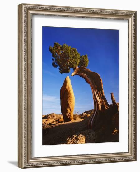 Weathered Juniper Tree Frames Rock Monolith, Joshua Tree National Park, California, Usa-Dennis Flaherty-Framed Photographic Print