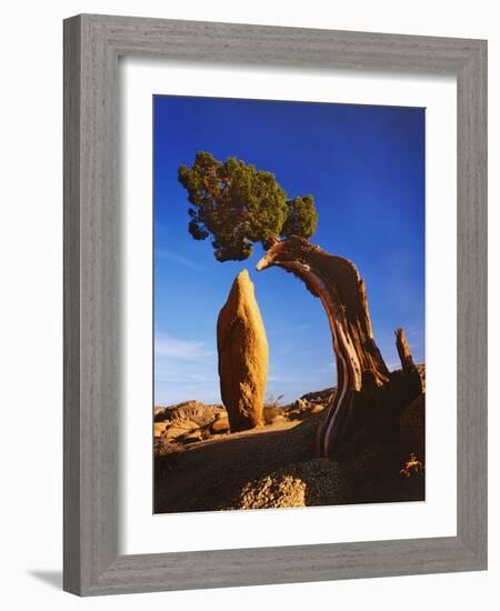 Weathered Juniper Tree Frames Rock Monolith, Joshua Tree National Park, California, Usa-Dennis Flaherty-Framed Photographic Print