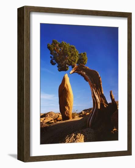 Weathered Juniper Tree Frames Rock Monolith, Joshua Tree National Park, California, Usa-Dennis Flaherty-Framed Photographic Print