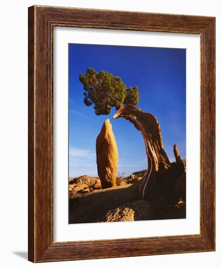 Weathered Juniper Tree Frames Rock Monolith, Joshua Tree National Park, California, Usa-Dennis Flaherty-Framed Photographic Print