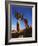 Weathered Juniper Tree Frames Rock Monolith, Joshua Tree National Park, California, Usa-Dennis Flaherty-Framed Photographic Print