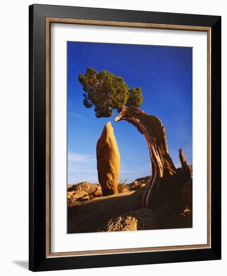 Weathered Juniper Tree Frames Rock Monolith, Joshua Tree National Park, California, Usa-Dennis Flaherty-Framed Photographic Print