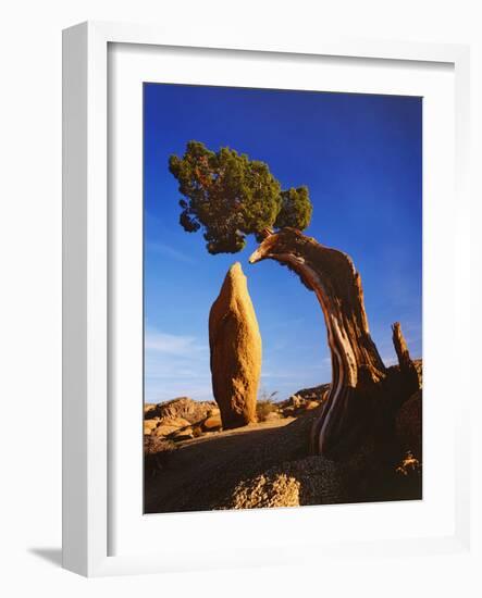 Weathered Juniper Tree Frames Rock Monolith, Joshua Tree National Park, California, Usa-Dennis Flaherty-Framed Photographic Print