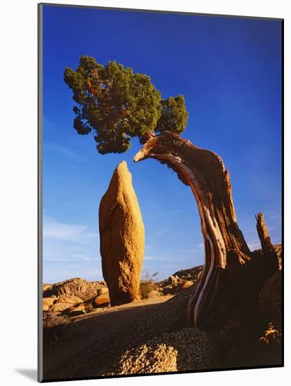 Weathered Juniper Tree Frames Rock Monolith, Joshua Tree National Park, California, Usa-Dennis Flaherty-Mounted Photographic Print