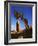 Weathered Juniper Tree Frames Rock Monolith, Joshua Tree National Park, California, Usa-Dennis Flaherty-Framed Photographic Print