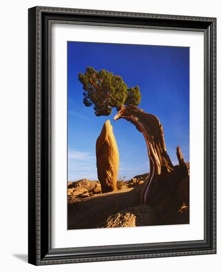 Weathered Juniper Tree Frames Rock Monolith, Joshua Tree National Park, California, Usa-Dennis Flaherty-Framed Photographic Print