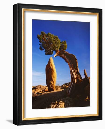 Weathered Juniper Tree Frames Rock Monolith, Joshua Tree National Park, California, Usa-Dennis Flaherty-Framed Photographic Print