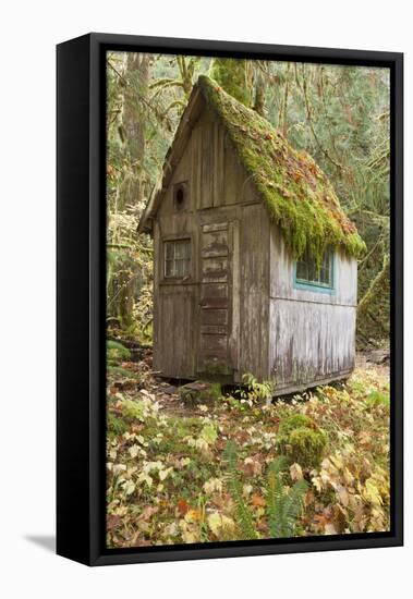 Weathered Old Cabin in Forest, Olympic National Park, Washington, USA-Jaynes Gallery-Framed Premier Image Canvas
