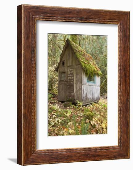 Weathered Old Cabin in Forest, Olympic National Park, Washington, USA-Jaynes Gallery-Framed Photographic Print