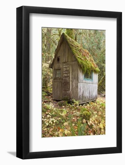 Weathered Old Cabin in Forest, Olympic National Park, Washington, USA-Jaynes Gallery-Framed Photographic Print