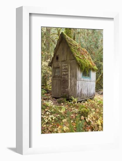 Weathered Old Cabin in Forest, Olympic National Park, Washington, USA-Jaynes Gallery-Framed Photographic Print