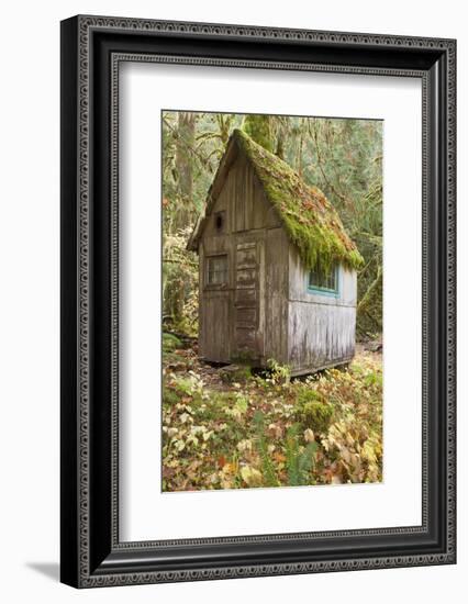 Weathered Old Cabin in Forest, Olympic National Park, Washington, USA-Jaynes Gallery-Framed Photographic Print