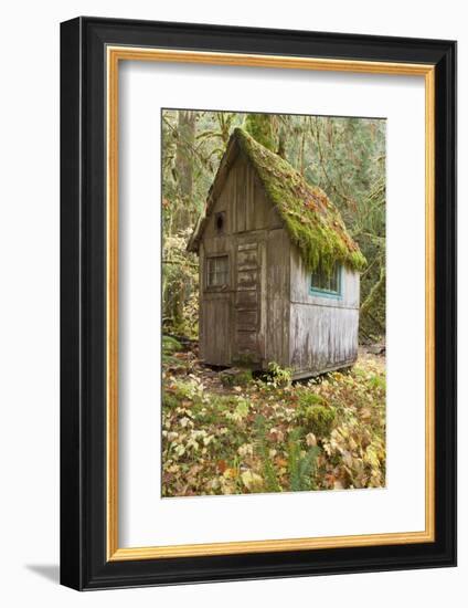 Weathered Old Cabin in Forest, Olympic National Park, Washington, USA-Jaynes Gallery-Framed Photographic Print