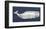 Weathered Whale-Sparx Studio-Framed Art Print